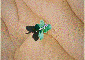 desert image-plant